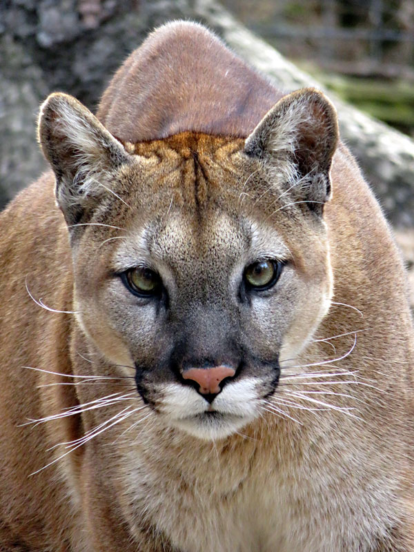  Cougar, Puma, Panther or Mountain Lion at GarLyn Zoo